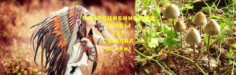 сколько стоит  Джанкой  Псилоцибиновые грибы Psilocybe 